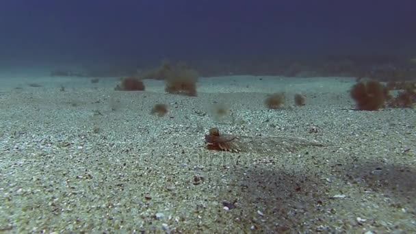 Semelle commune en mer Méditerranée — Video