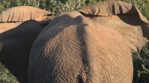 Elefante hermoso grande — Vídeo de stock