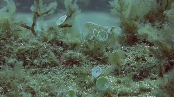 Barriera Corallina Tazza di sirene in sabbia sul fondo — Video Stock