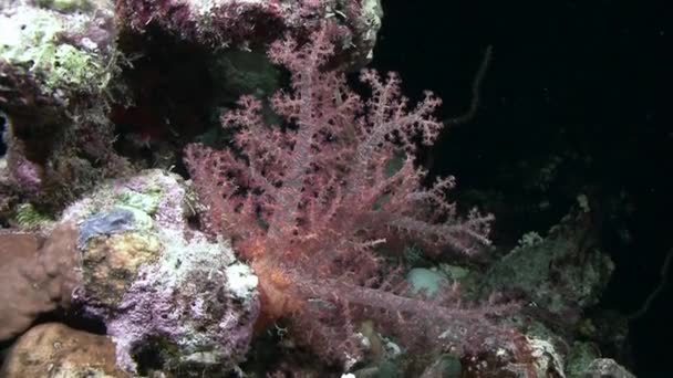 Coral macio se movendo em ondas do mar — Vídeo de Stock