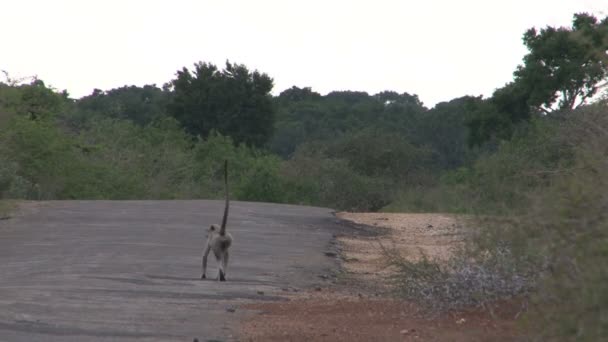 Singe marche dans la rue — Video