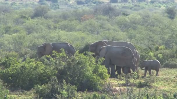 Група красивих слонів — стокове відео