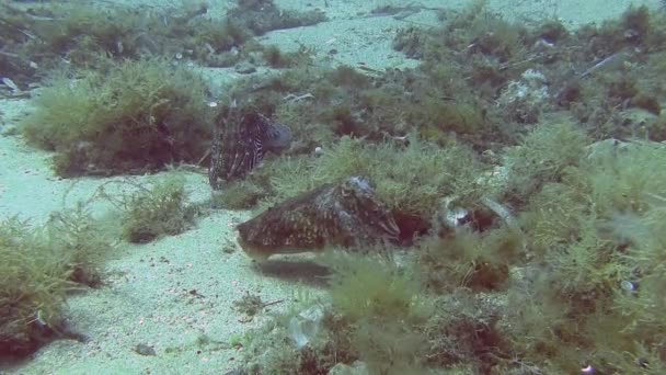 Plongée en mer Méditerranée — Video