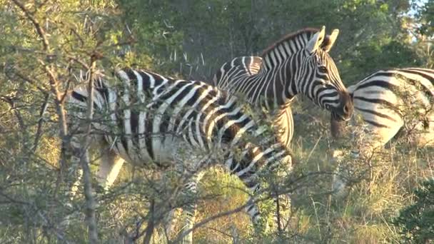 Zebras pastando em savana verde — Vídeo de Stock