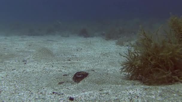 Рыба-каракатица в Средиземном море — стоковое видео