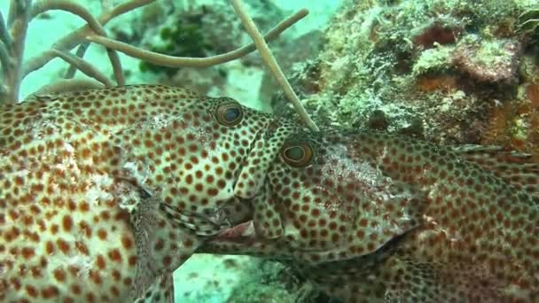 바다에서 groupers 파이팅 — 비디오