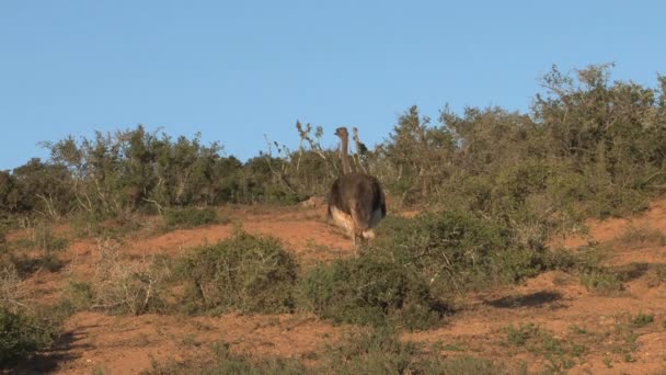 SUP na okraji sopky — Stock video