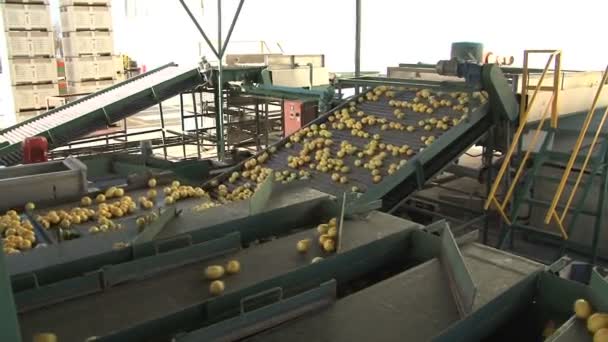 Fábrica moderna de limones — Vídeo de stock