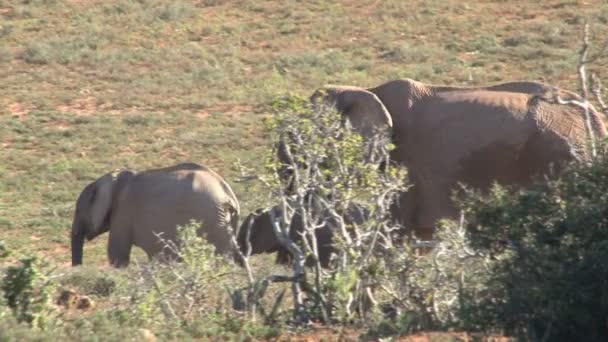 Zuid-Afrikaanse olifanten — Stockvideo