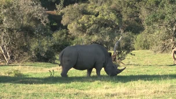 Носорог ест траву — стоковое видео