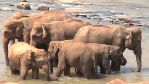 Sloni, přičemž koupel v řece — Stock video