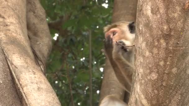 Mono sentado en el árbol — Vídeo de stock