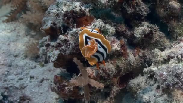 줄무늬 Nudibranch 바다 파도의 움직임에 — 비디오