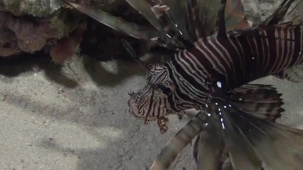 Bergaris-garis Lionfish berburu di laut — Stok Video