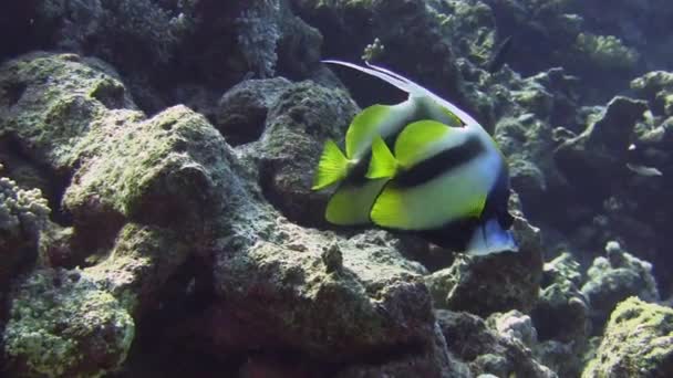 Schmetterlingsfische schwimmen im blauen Meer — Stockvideo