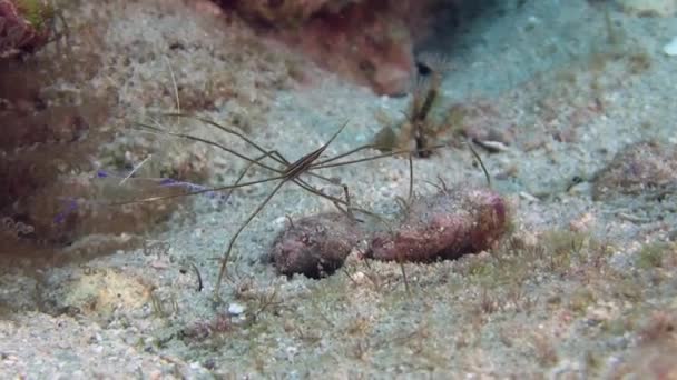 Cangrejo araña en el mar Caribe — Vídeo de stock