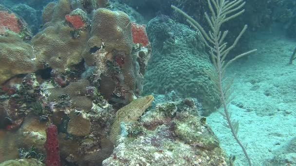 Enguia de Moray no mar — Vídeo de Stock