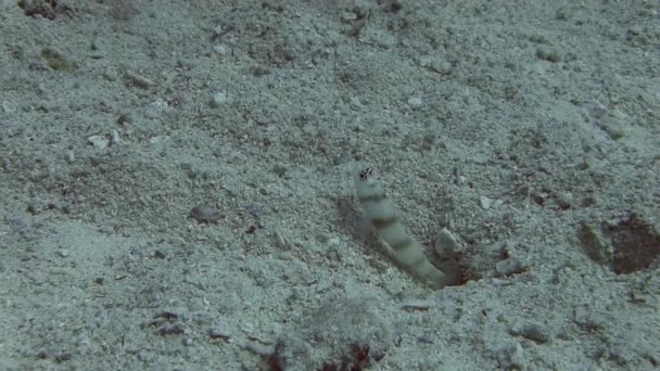Goby fish and shrimp hiding into hole — Stock Video