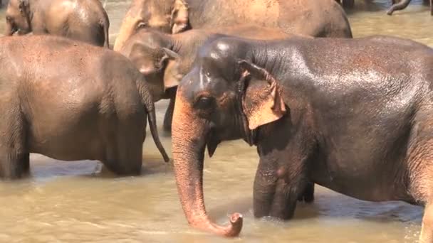 Слоны купаются в реке — стоковое видео