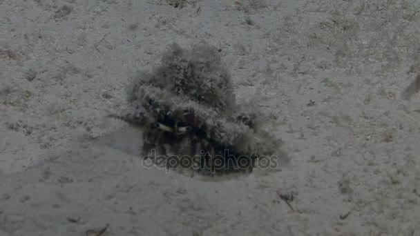 Cangrejo ermitaño moviéndose en arena — Vídeo de stock