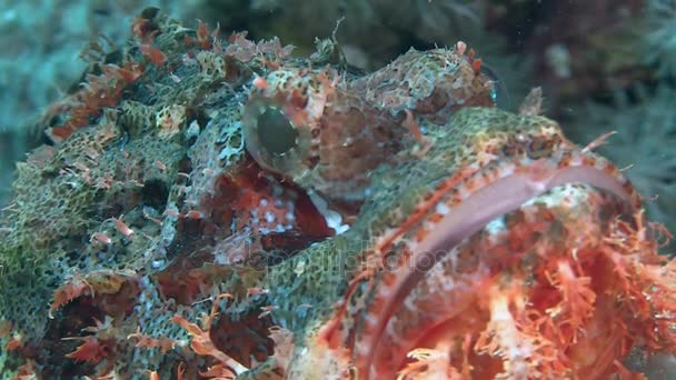 Röd skorpionfisk handpåläggning havsbottnen — Stockvideo