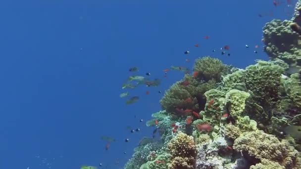 Pesci colorati che nuotano vicino alla barriera corallina — Video Stock