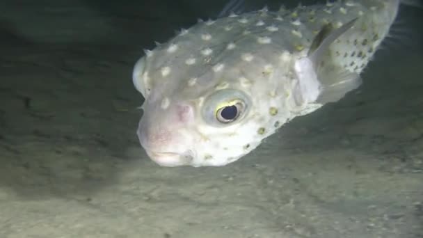 Pufferfish swimming above sandy bottom — Stock Video