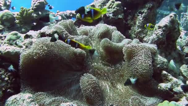 Bunte Fische schwimmen in der Nähe von Korallenriffen — Stockvideo