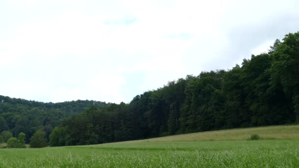 Chemin de randonnée dans les collines de Geroldswil — Video