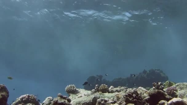 Gelombang bergulir di terumbu karang — Stok Video