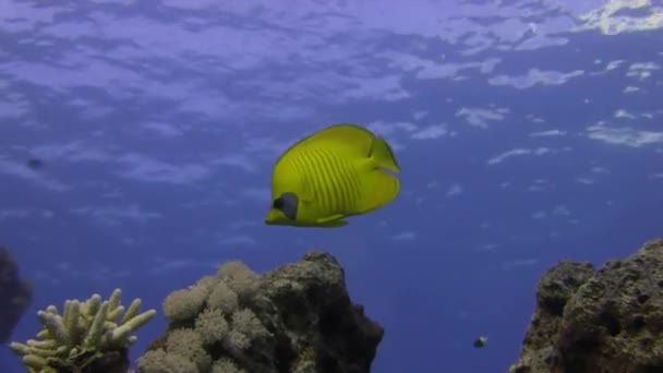 Poisson-papillon lumineux nageant en mer — Video