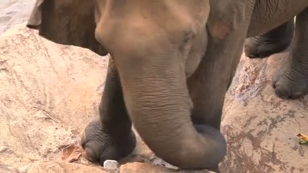 Elephant taking bath in river — Stock Video