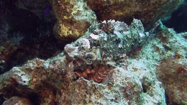 Roter Skorpionfisch liegt auf dem Meeresgrund — Stockvideo
