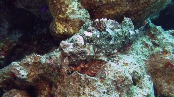 Kırmızı Scorpionfish deniz alt döşeme — Stok video