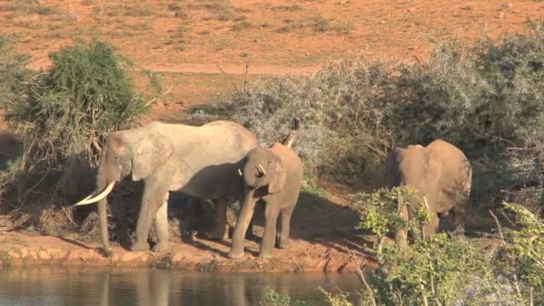 Zuid-Afrikaanse olifanten — Stockvideo