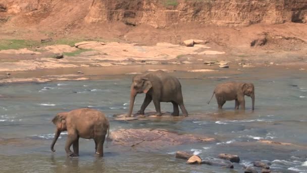 Elefantes bañándose en el río — Vídeos de Stock