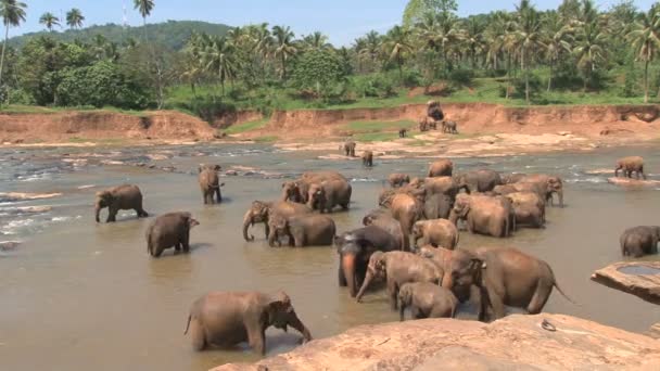 Elephants taking bath in river — Stock Video