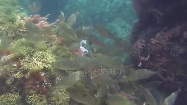 Escola de peixes no mar Mediterrâneo — Vídeo de Stock