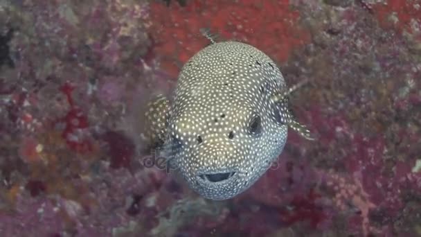 Pufferfish, mergulho no mar da Arábia , — Vídeo de Stock