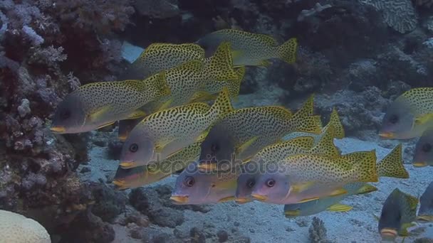 School of spotted sweetlips fish — Stock Video