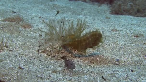 Seahorse onbottom in sand — Stock Video