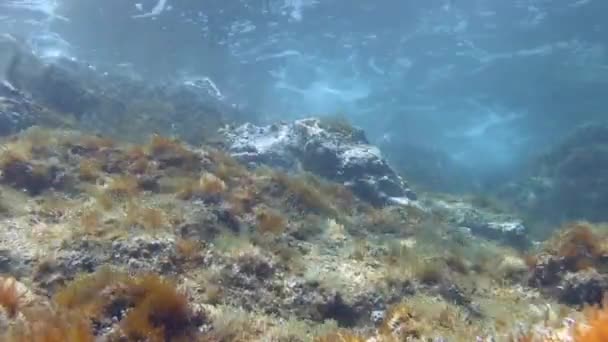 Vlny a záliv ve Středozemním moři — Stock video