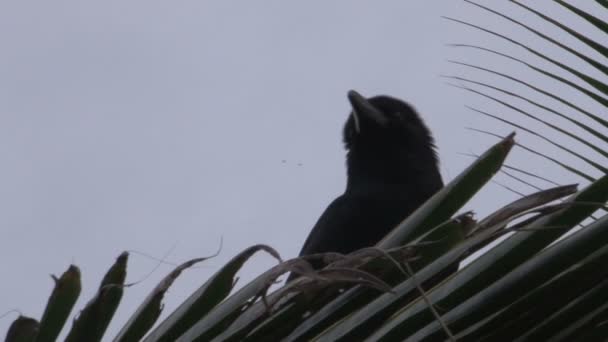 Primer Plano Hermoso Pájaro — Vídeos de Stock