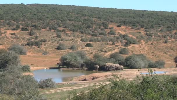 Südafrikanische Elefanten — Stockvideo