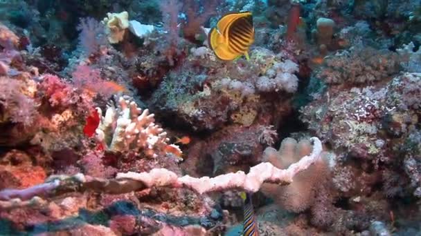 Skalare schwimmen im Korallenriff — Stockvideo