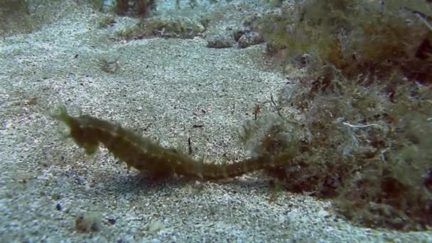 Seahorse onbottom in sand — Stock Video