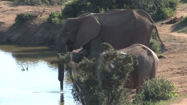 Éléphants d'Afrique du Sud — Video
