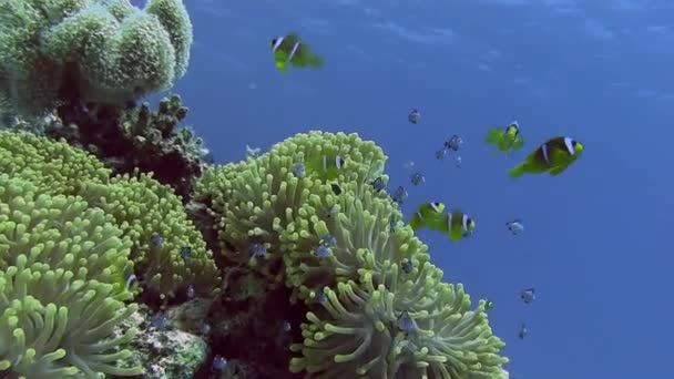 Peces anémonas brillantes escondidos en coral — Vídeos de Stock