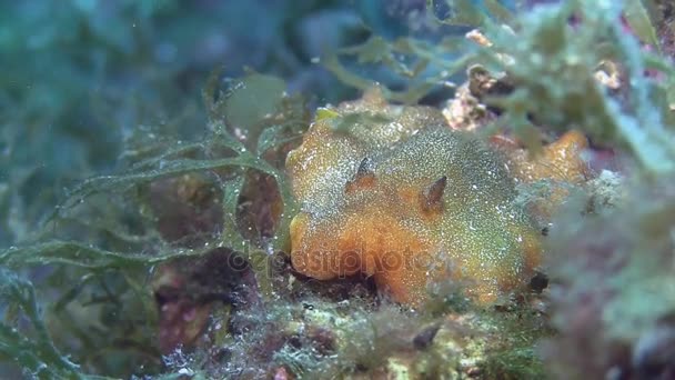 지중해에 nudibranch — 비디오