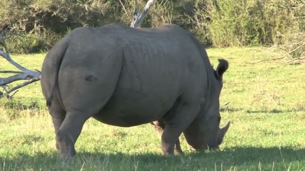 Eating grass rhino — Stock Video
